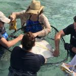 Some of the stingray workup will occur in shallow water, with staff members securely holding the animals in a large net. 